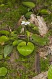Sweet White Violet, Viola blanda