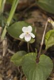Sweet White Violet, Viola blanda