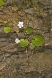 Sweet White Violet, Viola blanda