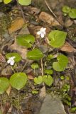 Sweet White Violet, Viola blanda