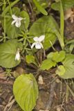 Sweet White Violet, Viola blanda