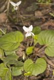 Sweet White Violet, Viola blanda