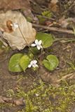 Sweet White Violet, Viola blanda