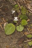 Sweet White Violet, Viola blanda