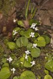 Sweet White Violet, Viola blanda