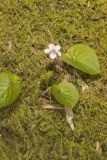Sweet White Violet, Viola blanda