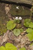Sweet White Violet, Viola blanda