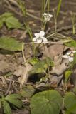 Sweet White Violet, Viola blanda