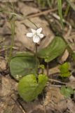 Sweet White Violet, Viola blanda