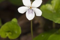 Sweet White Violet, Viola blanda