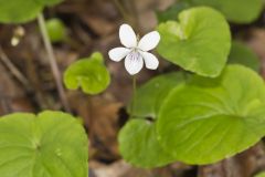 Sweet White Violet, Viola blanda