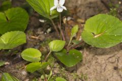 Sweet White Violet, Viola blanda