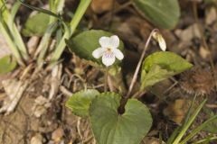 Sweet White Violet, Viola blanda