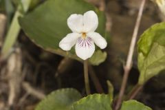 Sweet White Violet, Viola blanda