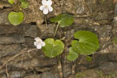 Sweet White Violet, Viola blanda