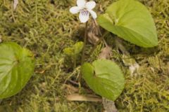 Sweet White Violet, Viola blanda