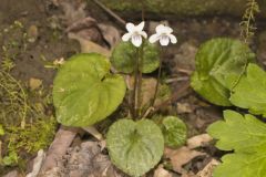 Sweet White Violet, Viola blanda