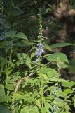 Tall Bellflower, Campanula americana