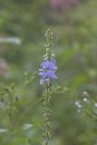 Tall Bellflower, Campanula americana