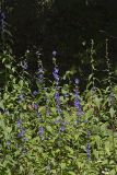 Tall Bellflower, Campanula americana