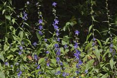 Tall Bellflower