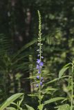 Tall Bellflower, Campanula americana