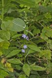 Tall Bellflower, Campanula americana