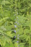 Tall Bellflower, Campanula americana