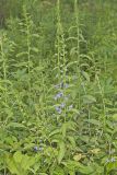 Tall Bellflower, Campanula americana