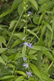 Tall Bellflower, Campanula americana