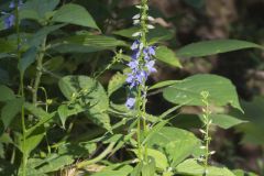 Tall Bellflower, Campanula americana