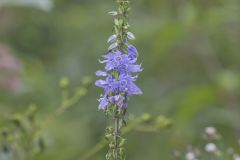 Tall Bellflower, Campanula americana