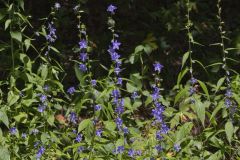 Tall Bellflower, Campanula americana