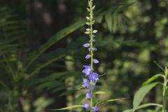 Tall Bellflower, Campanula americana Tall Bellflower, Campanula americana