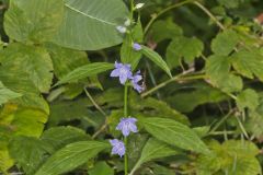 Tall Bellflower, Campanula americana