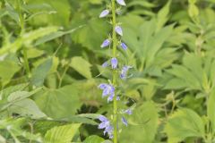 Tall Bellflower, Campanula americana