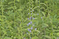 Tall Bellflower, Campanula americana