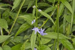 Tall Bellflower, Campanula americana