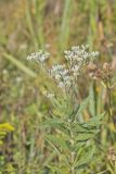 Tall Boneset, Eupatorium altissimum