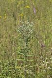 Tall Boneset, Eupatorium altissimum
