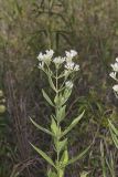 Tall Boneset, Eupatorium altissimum