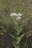 Tall Boneset, Eupatorium altissimum