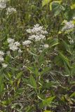 Tall Boneset, Eupatorium altissimum