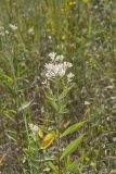 Tall Boneset, Eupatorium altissimum