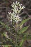 Tall Boneset, Eupatorium altissimum