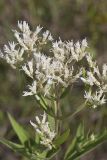 Tall Boneset, Eupatorium altissimum