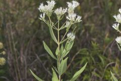 Tall Boneset, Eupatorium altissimum