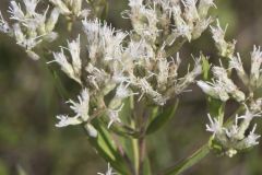 Tall Boneset, Eupatorium altissimum