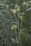 Tall Cinquefoil, Drymocallis arguta