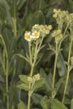Tall Cinquefoil, Drymocallis arguta